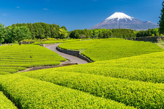 Paisaje de montaña y plantación de té en Japón, cuna del matcha