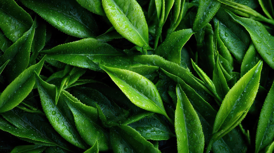 Hojas de té verde fresco con gotas de agua
