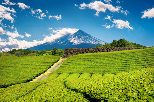 Plantación de té con montañas Fuji al fondo