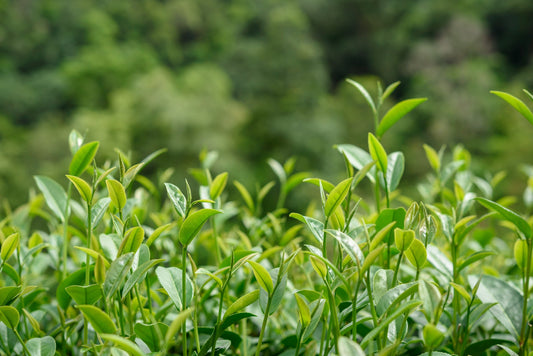 Hojas de té en plantación