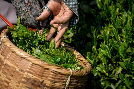 Hojas jóvenes de té de la primera cosecha o ichibancha en Japón