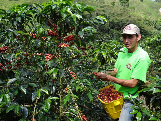 Colombia - Apía - Risaralda -  Finca Barcelona - Lavado