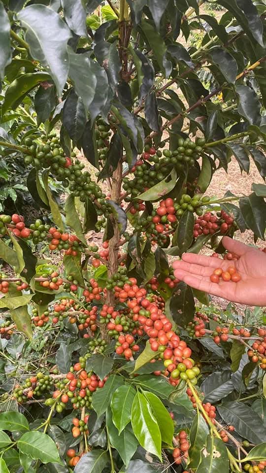 Colombia - Apía - Risaralda -  Finca Barcelona - Lavado