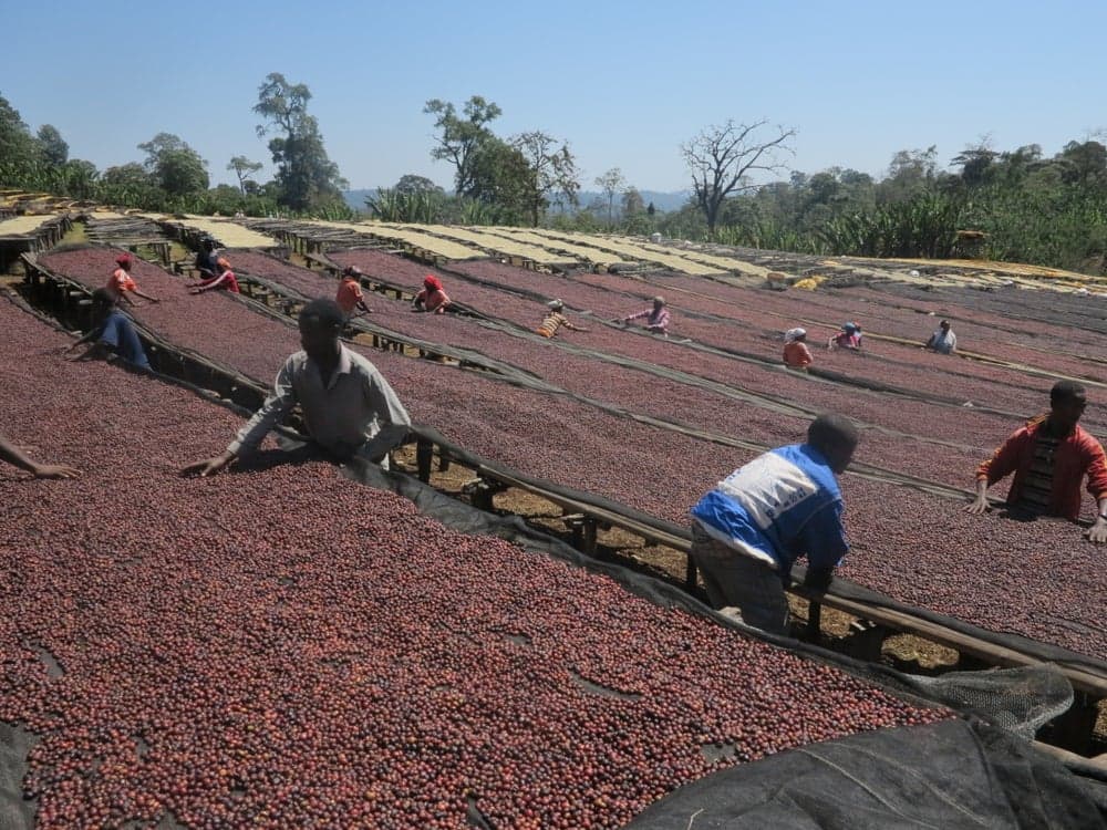 Etiopia - Guji - Okoluu Washing Station - Natural - Orgánico